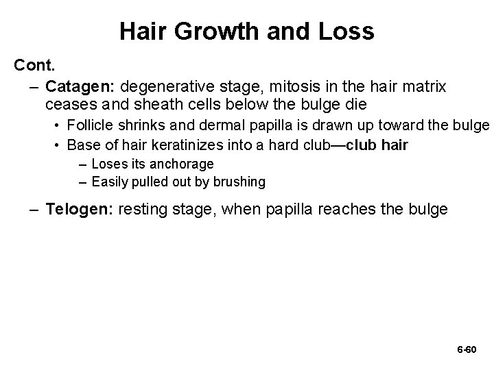 Hair Growth and Loss Cont. – Catagen: degenerative stage, mitosis in the hair matrix
