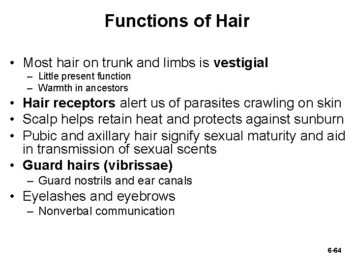 Functions of Hair • Most hair on trunk and limbs is vestigial – Little