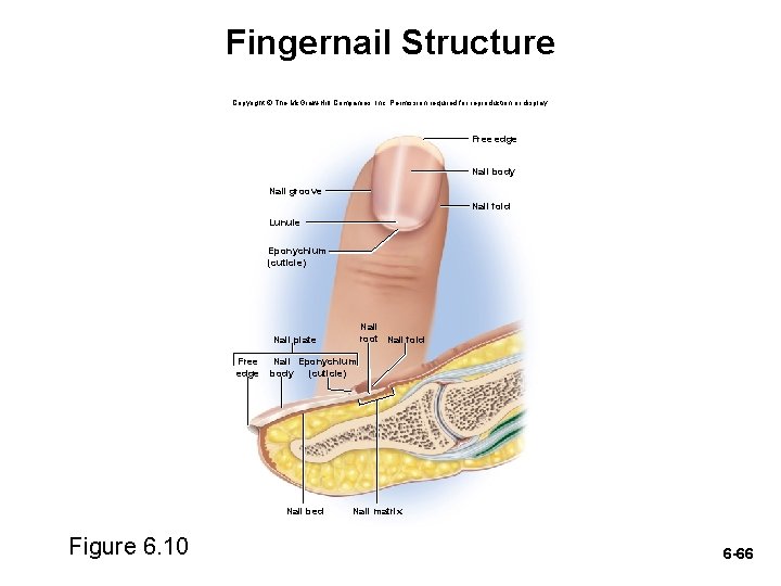Fingernail Structure Copyright © The Mc. Graw-Hill Companies, Inc. Permission required for reproduction or