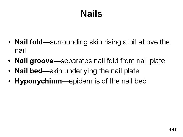 Nails • Nail fold—surrounding skin rising a bit above the nail • Nail groove—separates