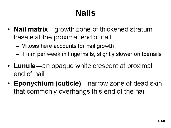 Nails • Nail matrix—growth zone of thickened stratum basale at the proximal end of