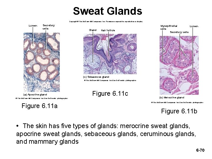 Sweat Glands Copyright © The Mc. Graw-Hill Companies, Inc. Permission required for reproduction or