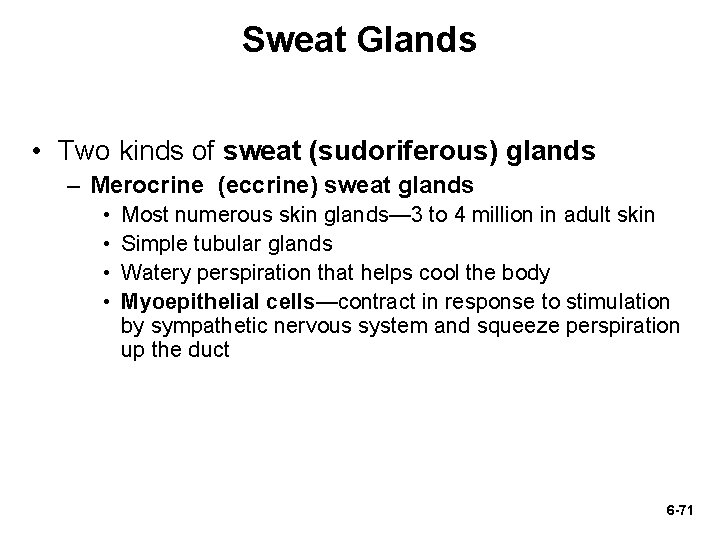 Sweat Glands • Two kinds of sweat (sudoriferous) glands – Merocrine (eccrine) sweat glands