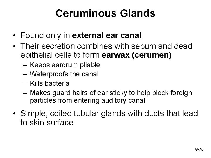 Ceruminous Glands • Found only in external ear canal • Their secretion combines with