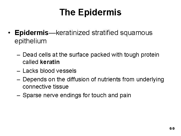 The Epidermis • Epidermis—keratinized stratified squamous epithelium – Dead cells at the surface packed