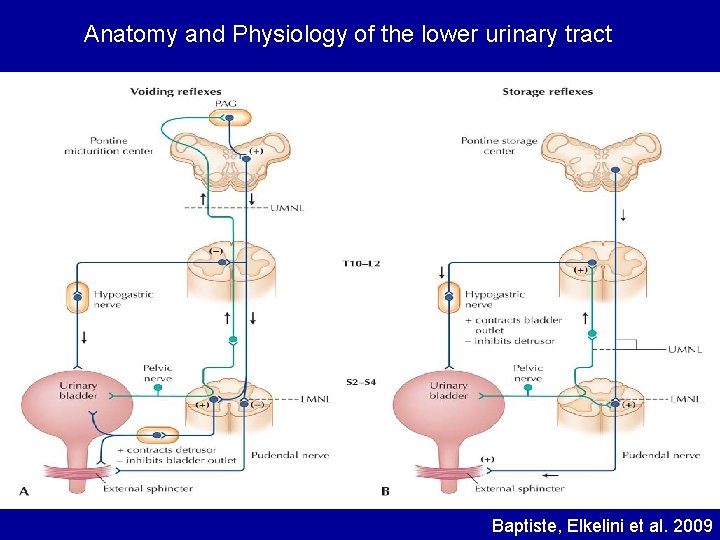 Anatomy and Physiology of the lower urinary tract Baptiste, Elkelini et al. 2009 