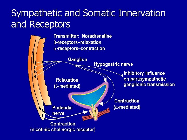 Sympathetic and Somatic Innervation and Receptors 