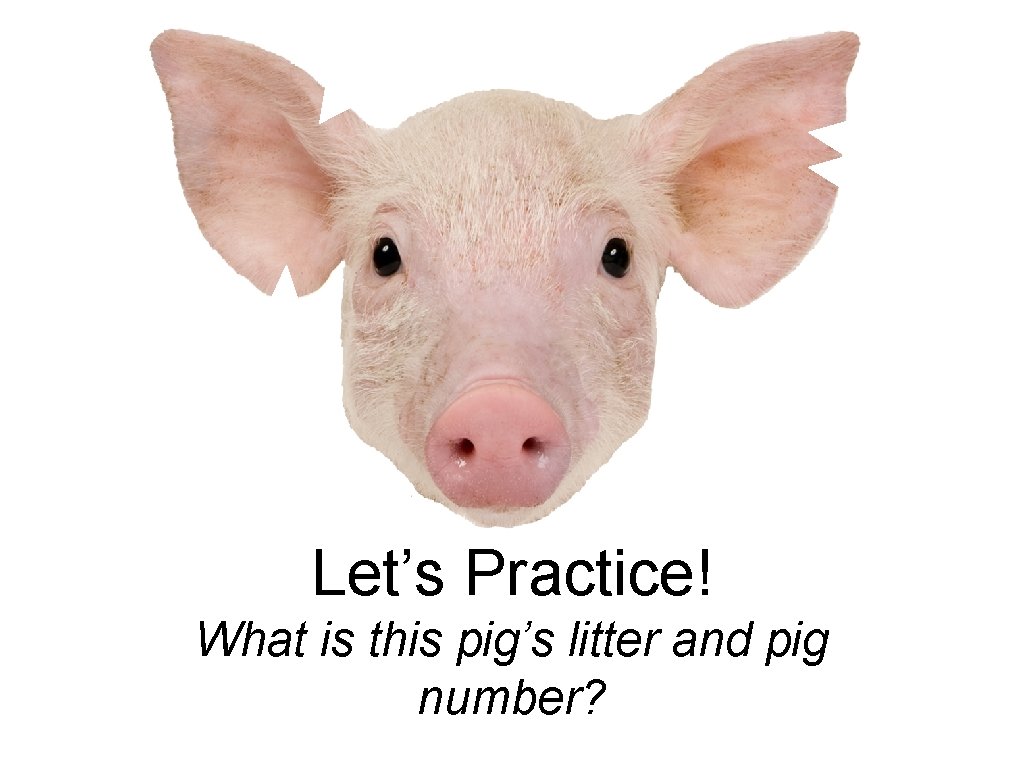 Let’s Practice! What is this pig’s litter and pig number? 
