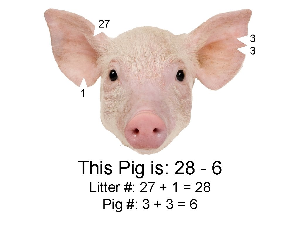 27 3 3 1 This Pig is: 28 - 6 Litter #: 27 +