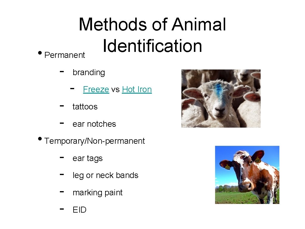 Methods of Animal Identification • Permanent - branding - Freeze vs Hot Iron tattoos