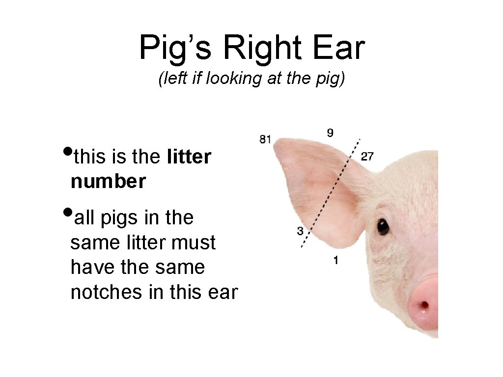 Pig’s Right Ear (left if looking at the pig) • this is the litter