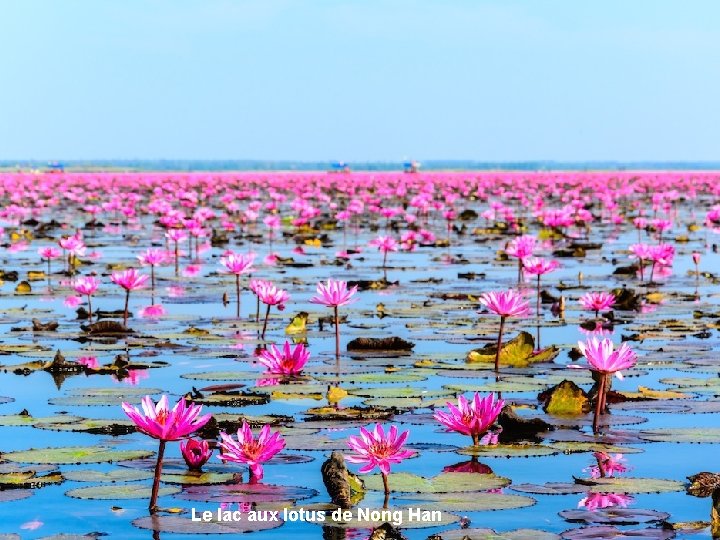 Le lac aux lotus de Nong Han 