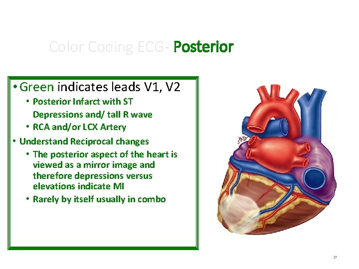 Color Coding ECG- Posterior • Green indicates leads V 1, V 2 • Posterior