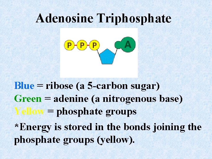 Food molecules are the 1 000 dollar bills