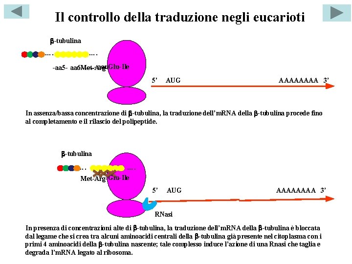 Il controllo della traduzione negli eucarioti b-tubulina …. …. . -Argaan. Glu-Ile -aa 5