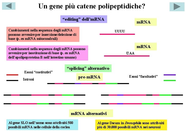 Un gene più catene polipeptidiche? “editing” dell’m. RNA Cambiamenti nella sequenza degli m. RNA