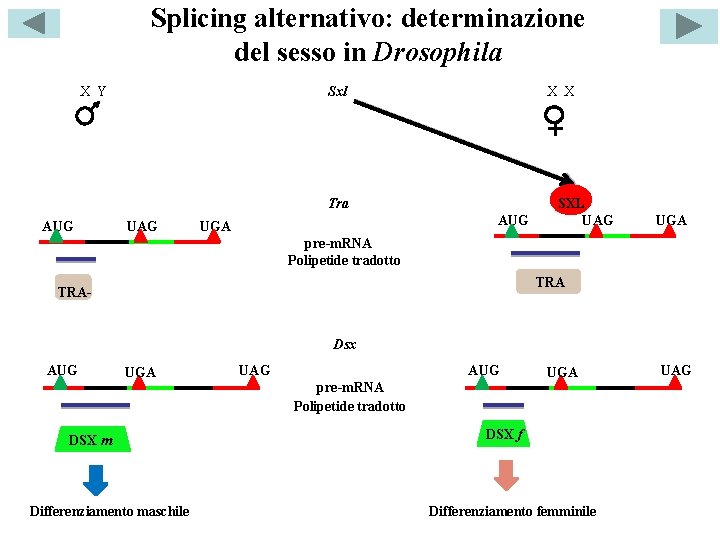 Splicing alternativo: determinazione del sesso in Drosophila X Y Sxl X X Tra AUG