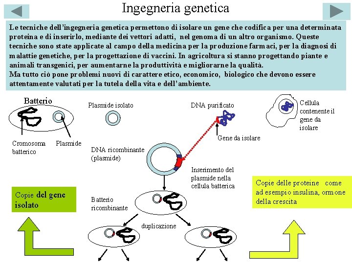 Ingegneria genetica Le tecniche dell’ingegneria genetica permettono di isolare un gene che codifica per