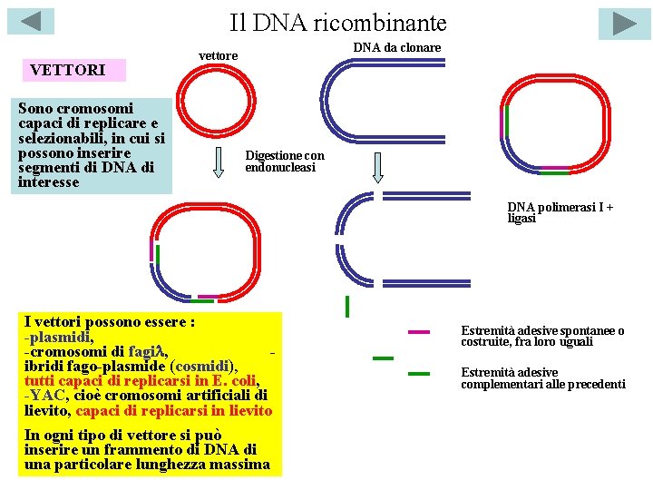 Il DNA ricombinante VETTORI Sono cromosomi capaci di replicare e selezionabili, in cui si