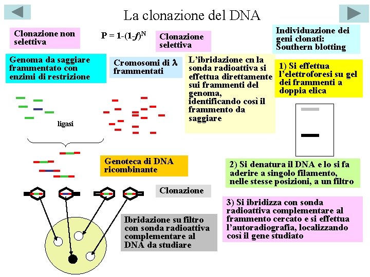 La clonazione del DNA Clonazione non selettiva Genoma da saggiare frammentato con enzimi di