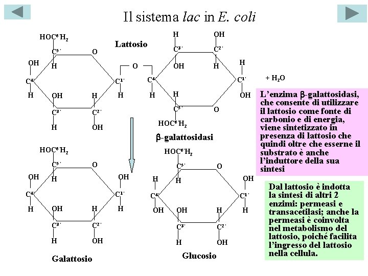 Il sistema lac in E. coli HOC 6’H 2 C 5’ OH O O