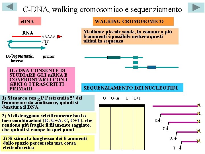 C-DNA, walking cromosomico e sequenziamento c. DNA WALKING CROMOSOMICO RNA Mediante piccole sonde, in