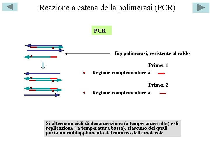 Reazione a catena della polimerasi (PCR) PCR Taq polimerasi, resistente al caldo Primer 1