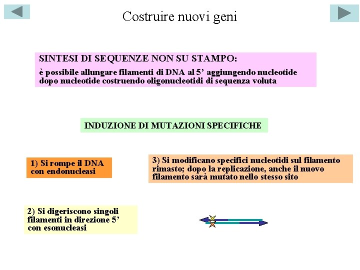 Costruire nuovi geni SINTESI DI SEQUENZE NON SU STAMPO: è possibile allungare filamenti di