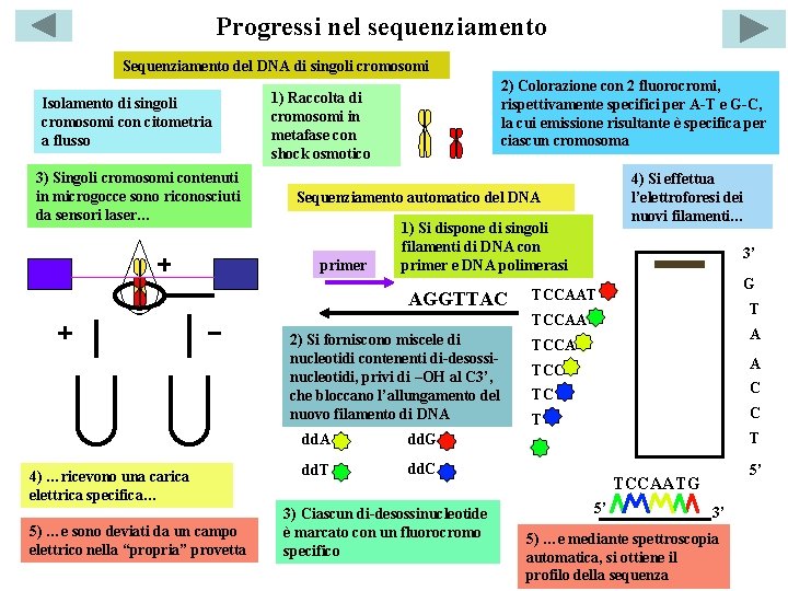 Progressi nel sequenziamento Sequenziamento del DNA di singoli cromosomi Isolamento di singoli cromosomi con