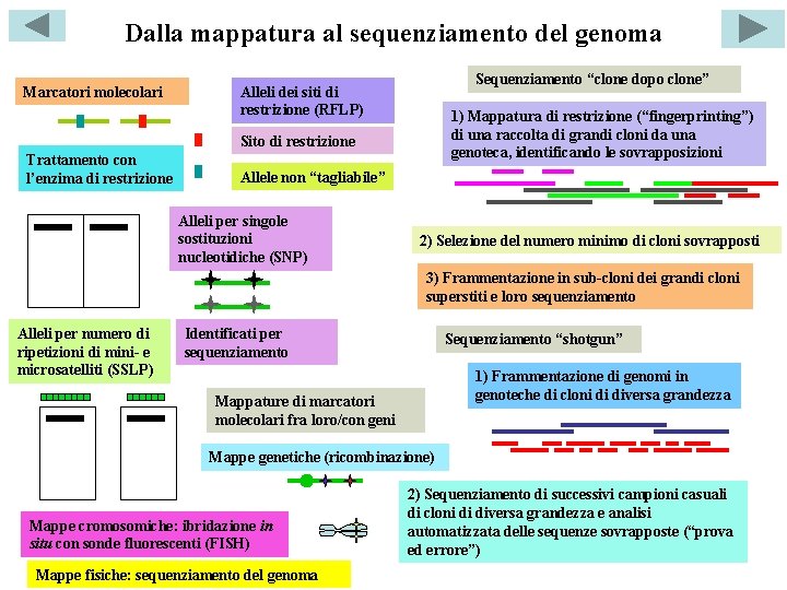 Dalla mappatura al sequenziamento del genoma Marcatori molecolari Sequenziamento “clone dopo clone” Alleli dei