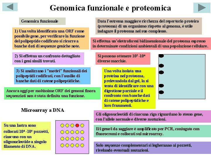 Genomica funzionale e proteomica Genomica funzionale 1) Una volta identificata una ORF come possibile