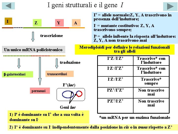 I geni strutturali e il gene I I Z Y I+ = allele normale: