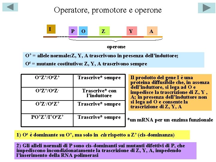 Operatore, promotore e operone I P O Z Y A operone O+ = allele
