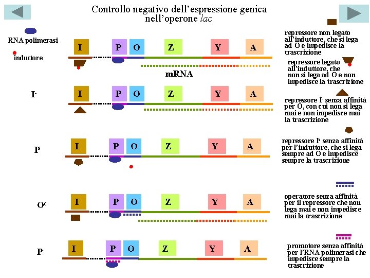 Controllo negativo dell’espressione genica nell’operone lac RNA polimerasi I P O Z Y A
