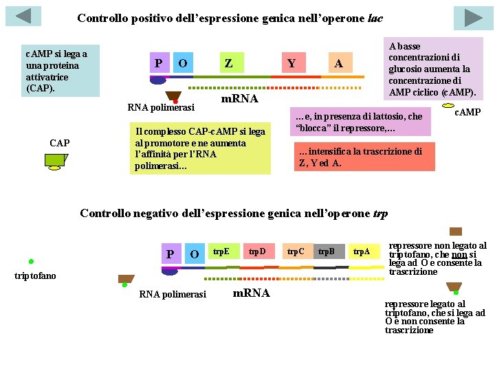 Controllo positivo dell’espressione genica nell’operone lac c. AMP si lega a una proteina attivatrice
