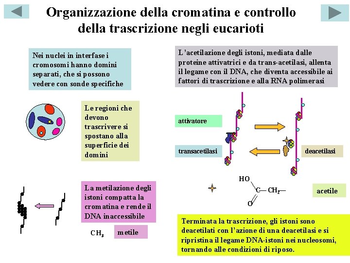 Organizzazione della cromatina e controllo della trascrizione negli eucarioti Nei nuclei in interfase i