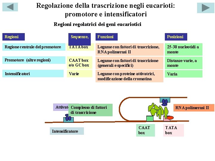 Regolazione della trascrizione negli eucarioti: promotore e intensificatori Regioni regolatrici dei geni eucariotici Regioni