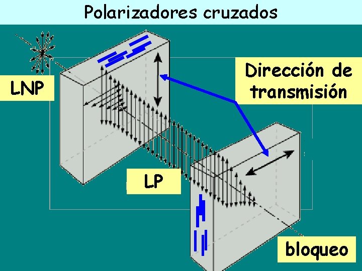 Polarizadores cruzados Dirección de transmisión LNP LP bloqueo 