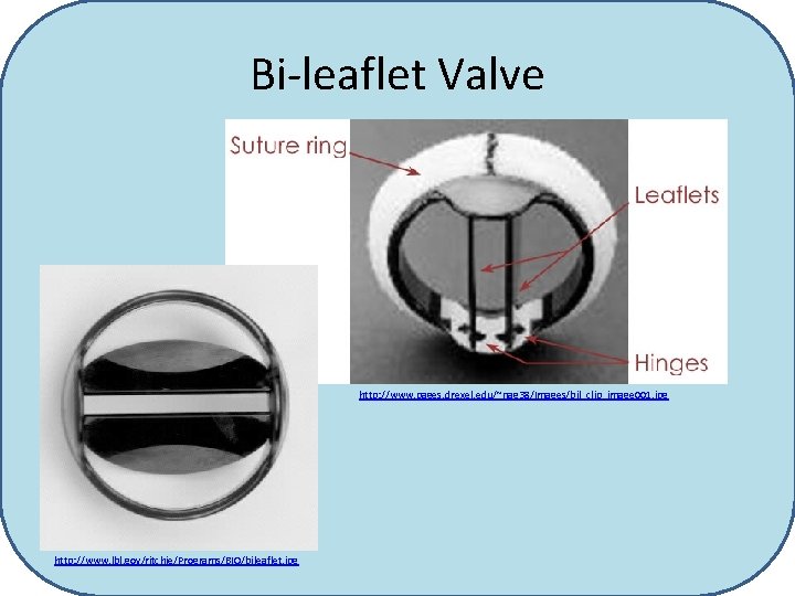 Bi-leaflet Valve http: //www. pages. drexel. edu/~nag 38/Images/bil_clip_image 001. jpg http: //www. lbl. gov/ritchie/Programs/BIO/bileaflet.