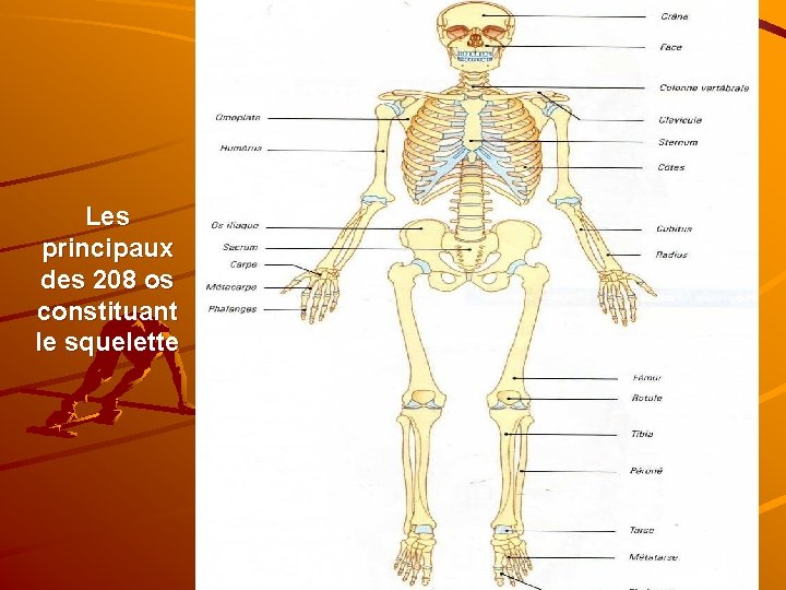 Les principaux des 208 os constituant le squelette 