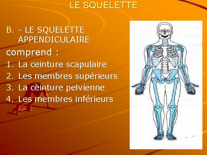 LE SQUELETTE B. - LE SQUELETTE APPENDICULAIRE comprend : 1. 2. 3. 4. La