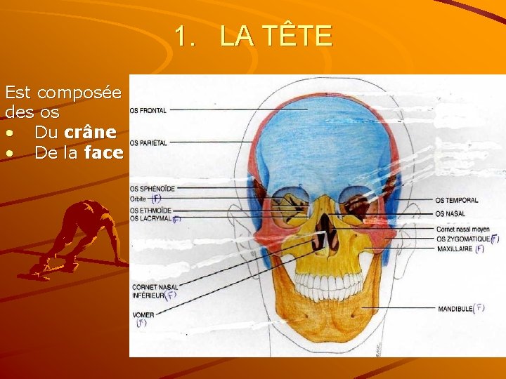 1. LA TÊTE Est composée des os • Du crâne • De la face