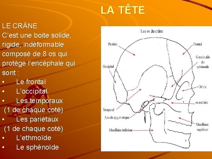 LA TÊTE LE CR NE C’est une boite solide, rigide, indéformable composé de 8