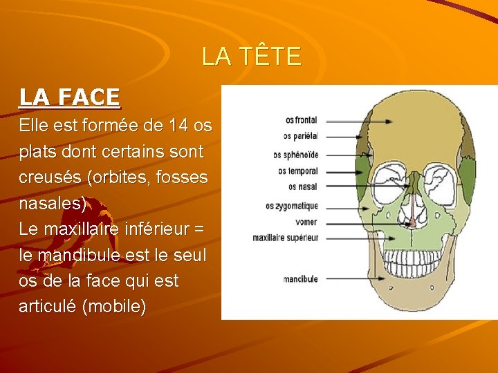 LA TÊTE LA FACE Elle est formée de 14 os plats dont certains sont