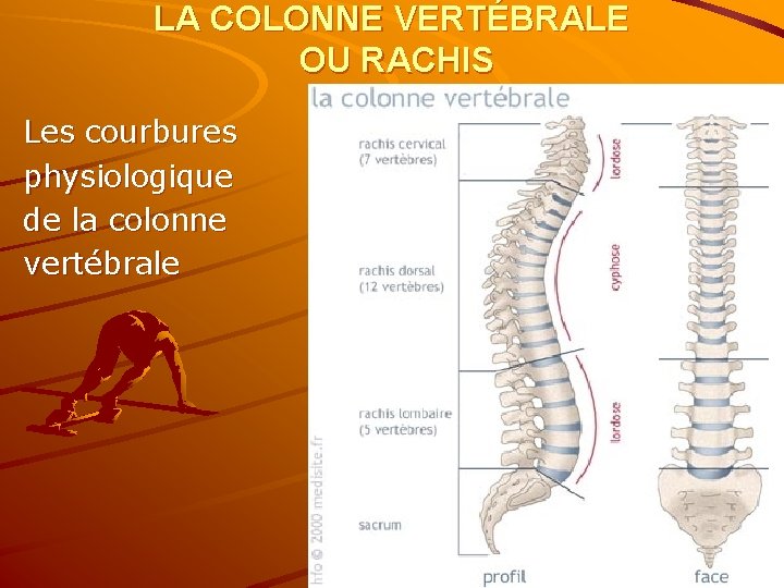 LA COLONNE VERTÉBRALE OU RACHIS Les courbures physiologique de la colonne vertébrale 