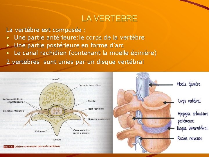 LA VERTEBRE La vertèbre est composée : • Une partie antérieure: le corps de