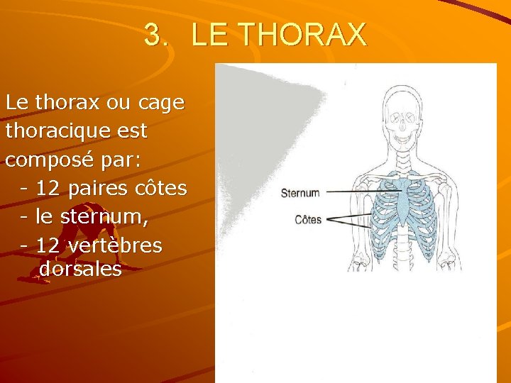 3. LE THORAX Le thorax ou cage thoracique est composé par: - 12 paires