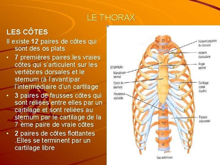 LE THORAX LES CÔTES Il existe 12 paires de côtes qui sont des os