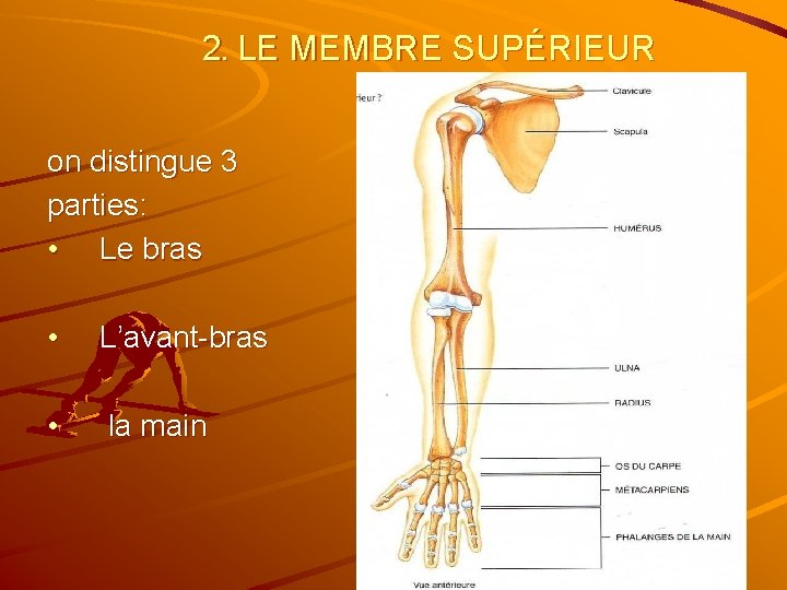 2. LE MEMBRE SUPÉRIEUR on distingue 3 parties: • Le bras • L’avant-bras •