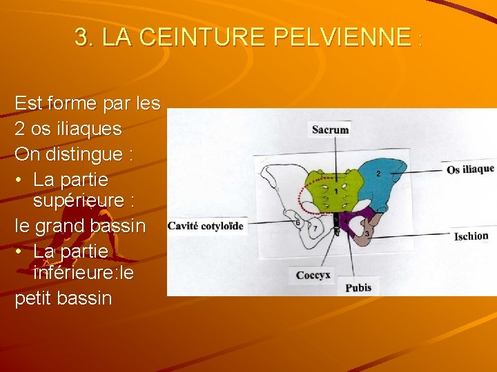 3. LA CEINTURE PELVIENNE : Est forme par les 2 os iliaques On distingue